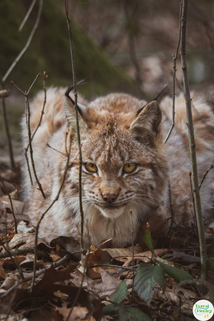 photo of a lynx